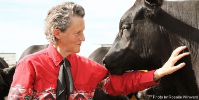 Temple Grandin with cow