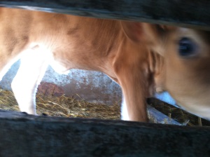 Chaseholm Farm - calf peeking through slats - small
