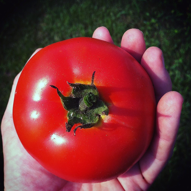 red tomato_crop