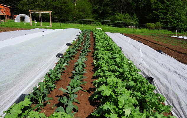 veggie rows_cropped