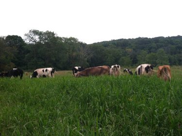 Chaseholm-Farm-cows-grazing-in-high-grass-small