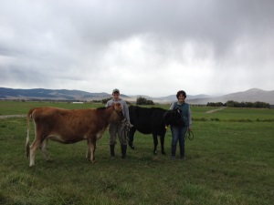 The-Golden-Yoke-standing-with-the-cows-small