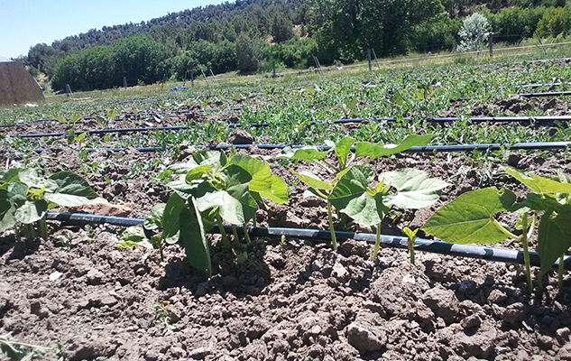 Hopi beans receiving some snowmelt from the La Platas through drip irrigation.
